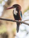 White-throated Kingfisher-9415.jpg